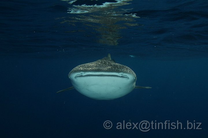 Whale_Shark-018.JPG - The whale shark, Rhincodon typus, is a slow moving filter feeding shark, the largest living fish species